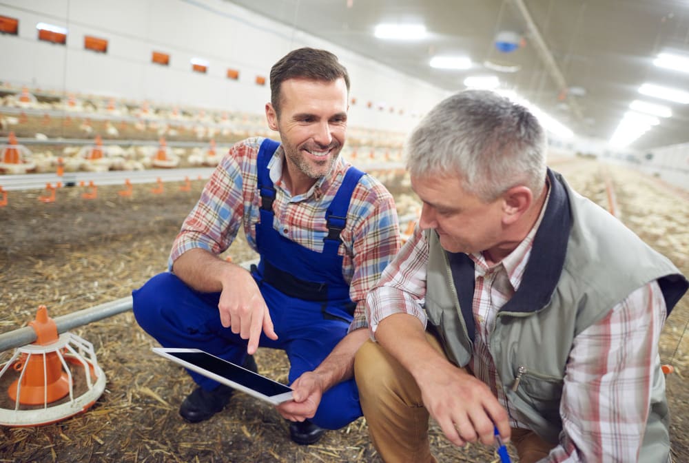 Poultry Farming Business Plan Business Description